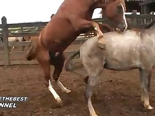 Horse Fucks You He Cried Out As He Moved His Cock To