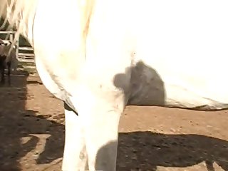 I Rigged A Strong Sling Under The Pony That Would Sup