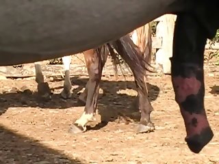 I Rigged A Strong Sling Under The Pony That Would Sup
