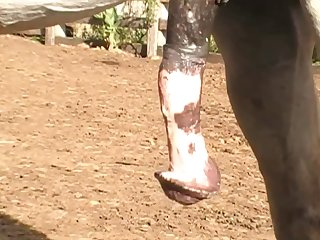 I Rigged A Strong Sling Under The Pony That Would Sup