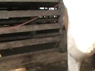 I Rigged A Strong Sling Under The Pony That Would Sup