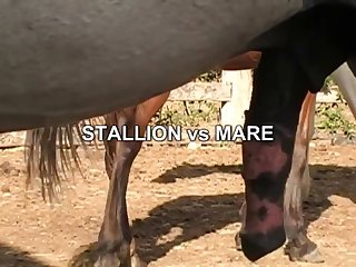 I Rigged A Strong Sling Under The Pony That Would Sup