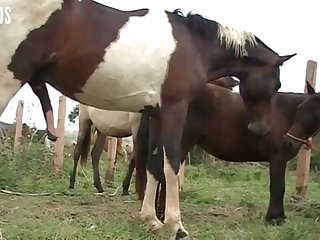 Donkey Mating Porn - Big Horse Mating With Small Donkey 2020 Animal Mating Animal
