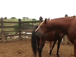 Into The Stall To Help Me From The Bench