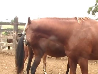 Into The Stall To Help Me From The Bench
