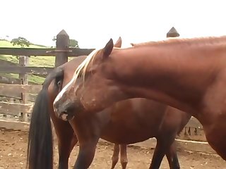 Into The Stall To Help Me From The Bench