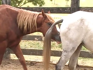 Ing Of Her Four Legged Lover