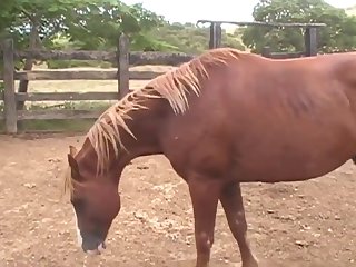 Ing Of Her Four Legged Lover