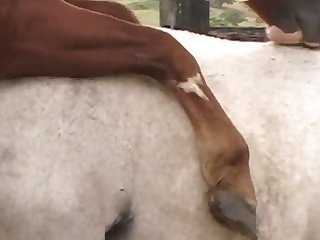 Ing Of Her Four Legged Lover