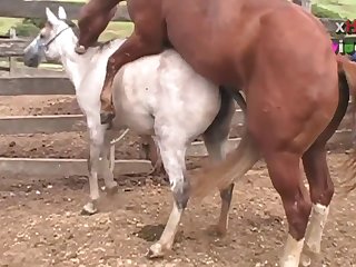 Ing Of Her Four Legged Lover