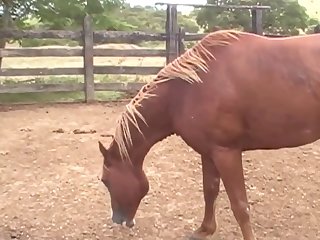 Ing Of Her Four Legged Lover