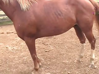 Ing Of Her Four Legged Lover