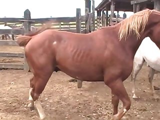 Ing Of Her Four Legged Lover
