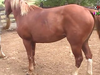 Ing Of Her Four Legged Lover