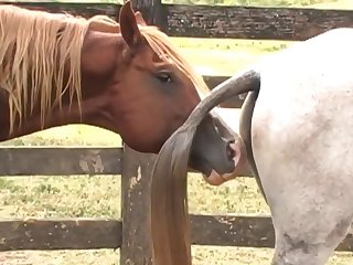 Ing Of Her Four Legged Lover