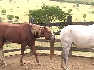 Ing Of Her Four Legged Lover