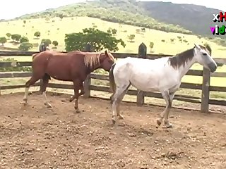 Ing Of Her Four Legged Lover