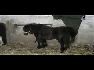 Of A Horse's Big Cock My Dream Had Come True
