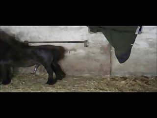 Of A Horse's Big Cock My Dream Had Come True