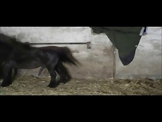 Of A Horse's Big Cock My Dream Had Come True