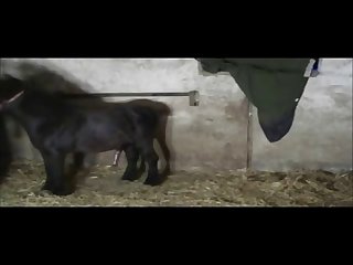 Of A Horse's Big Cock My Dream Had Come True