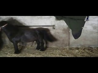 Of A Horse's Big Cock My Dream Had Come True