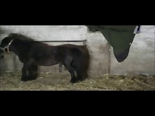 Of A Horse's Big Cock My Dream Had Come True