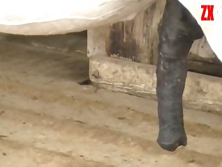 Black Cock Of Horse Owner's Fucking Him Back With My Cock