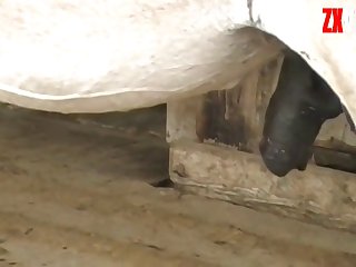 Black Cock Of Horse Owner's Fucking Him Back With My Cock