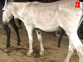 Black Cock Of Horse Owner's Fucking Him Back With My Cock