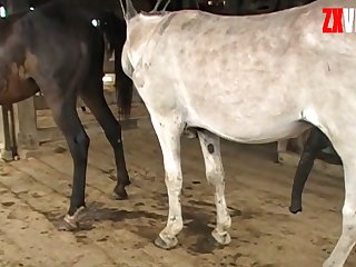 Black Cock Of Horse Owner's Fucking Him Back With My Cock
