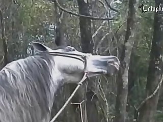 Beasteality Movies