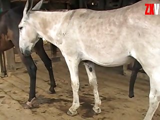 Black Cock Of Horse Owner's Fucking Him Back With My Cock