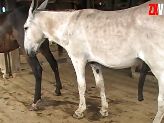 Black Cock Of Horse Owner's Fucking Him Back With My Cock