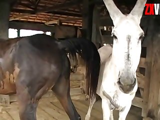 Black Cock Of Horse Owner's Fucking Him Back With My Cock