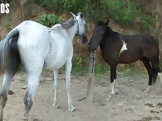 Horse Over To The Bench Where I Lay