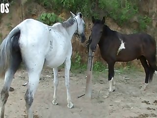 Horse Over To The Bench Where I Lay