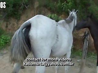 Horse Over To The Bench Where I Lay