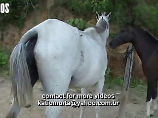 Horse Over To The Bench Where I Lay