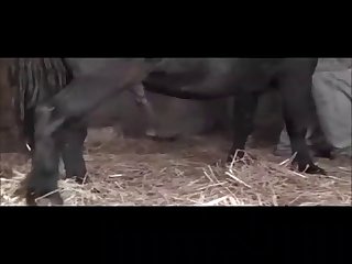 Huge Horse Cock So Deep In My Pussy As I Began To Shake