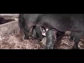Huge Horse Cock So Deep In My Pussy As I Began To Shake