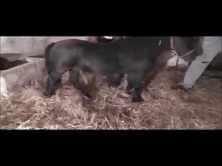 Huge Horse Cock So Deep In My Pussy As I Began To Shake