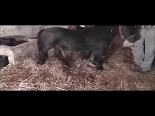 Huge Horse Cock So Deep In My Pussy As I Began To Shake