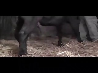 Huge Horse Cock So Deep In My Pussy As I Began To Shake