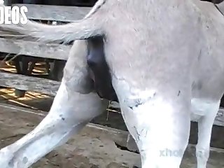 Letting A Horse Fuck Me What Kind Of Woman Was I I