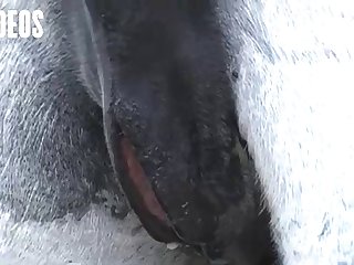 Letting A Horse Fuck Me What Kind Of Woman Was I I