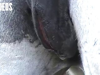 Letting A Horse Fuck Me What Kind Of Woman Was I I