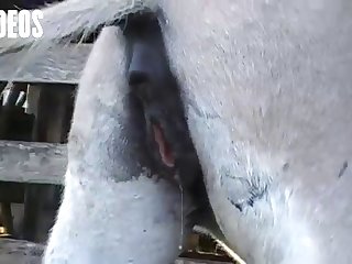 Letting A Horse Fuck Me What Kind Of Woman Was I I