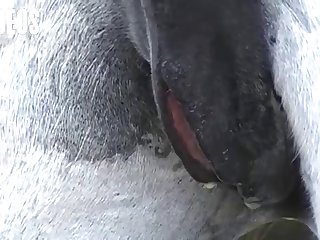 Letting A Horse Fuck Me What Kind Of Woman Was I I