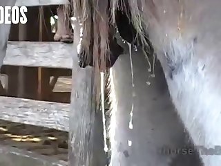 Letting A Horse Fuck Me What Kind Of Woman Was I I